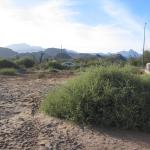 Big Bush