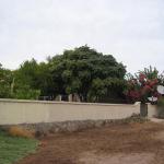 Charlie's Garden